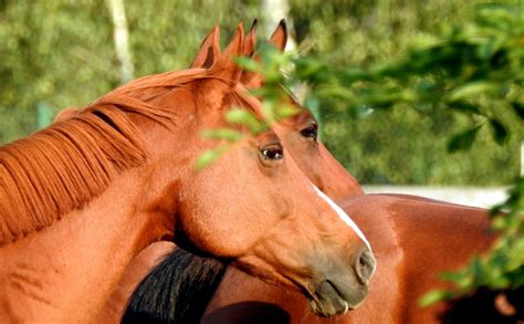 The Gentle Spirit of My Chestnut Colored Steed